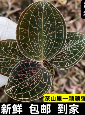 福建南靖新鲜金线莲鲜品仿野生林下生态种植15个月食用天然农产品