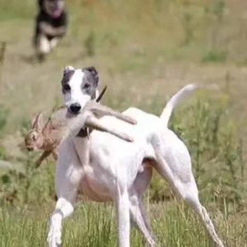 猎鸡户外遛狗猎兔狗开口神器BB哨子细狗灵缇惠比特幼犬仿真假兔子