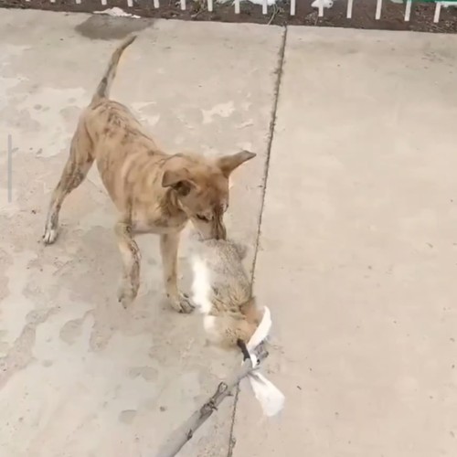 猎鸡犬户外遛狗猎兔狗开口神器送训狗秘籍细狗灵缇二特幼犬bb哨子