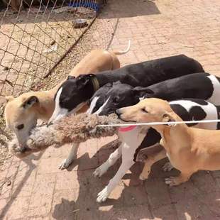 猎鸡户外遛狗猎兔狗开口神器BB哨子细狗灵缇惠比特幼犬仿真假兔子