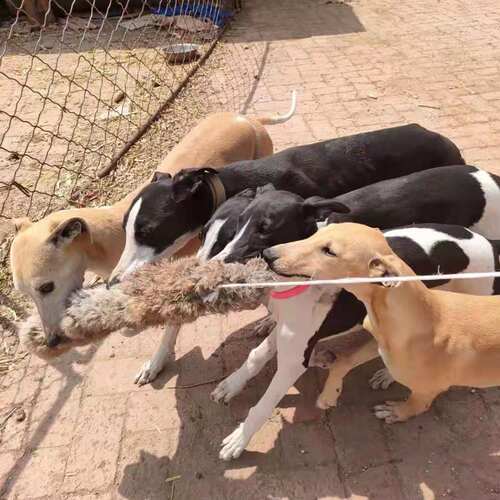 猎鸡户外遛狗猎兔狗开口神器BB哨子细狗灵缇惠比特幼犬仿真假兔子