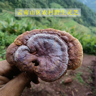 云南山区农村野生灵芝赤灵芝紫灵芝白肉灵芝深山灵芝老灵芝林芝