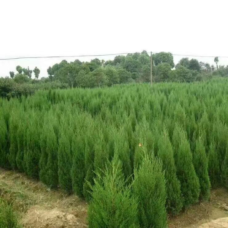 墓地松塔柏松树清明松侧柏桧柏柏树蜀桧宝塔松龙柏常绿净化空气