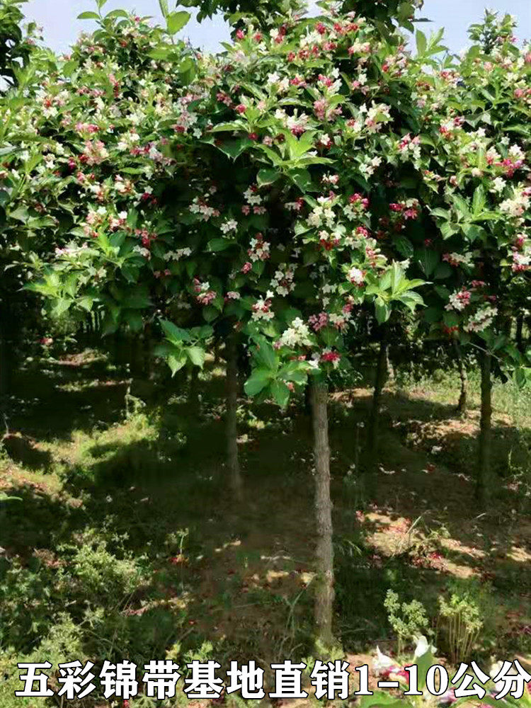 五彩锦带花树状彩色树种小苗庭院别墅绿化耐寒盆栽红王子锦带树苗