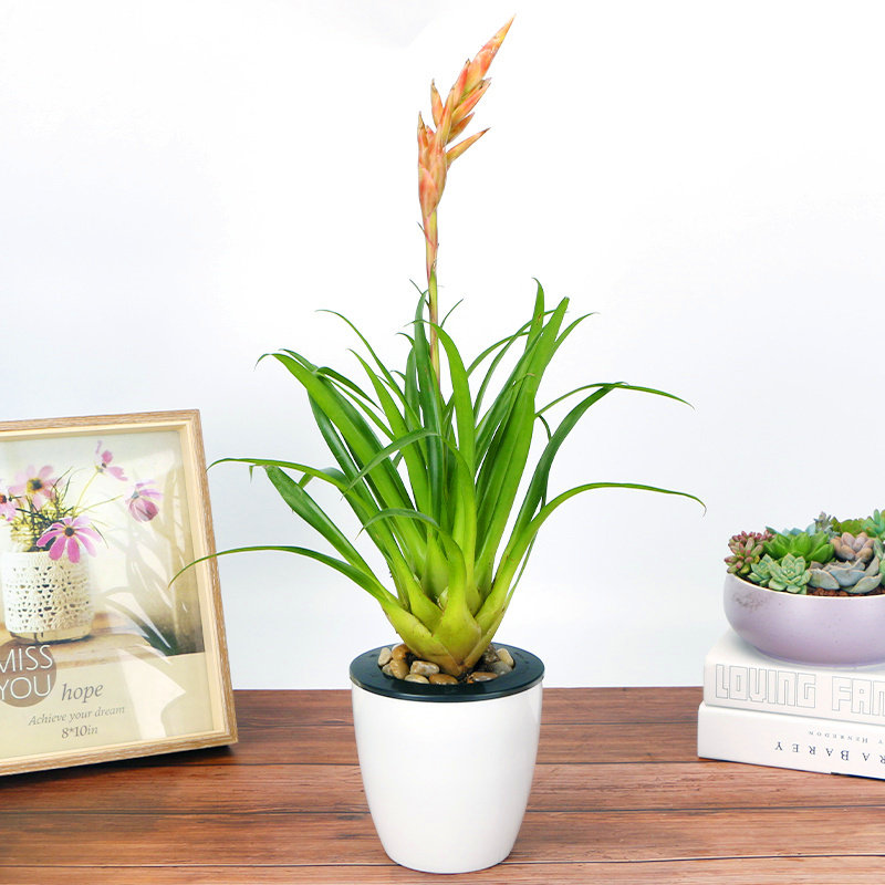 招财手鸿运当头盆栽办公室内净化空气好养花卉植物四季开花红玉扇