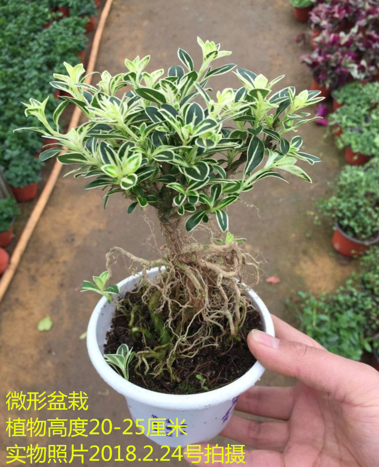 提根造型六月雪盆景小盆栽微型盆景实物禅意小美庭院四季常青绿植