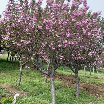 日本樱花树苗别墅庭院风景树南北