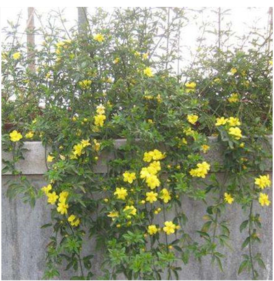 耐寒迎春花树苗盆景探春花庭院盆栽攀援爬藤垂吊连翘苗报春花植物