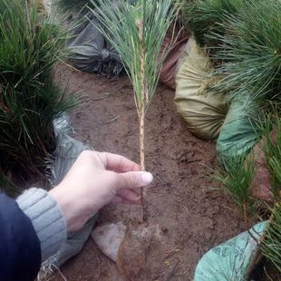 黑松树苗白皮松树苗黑松树苗黑松小苗白皮松黑松苗罗汉松常绿耐寒