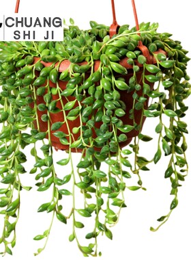 情人泪多肉植物佛珠多肉吊兰