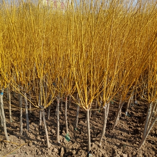 黄金槐树苗庭院绿化苗龙爪槐树苗金枝国槐苗嫁接金丝槐垂槐刺槐