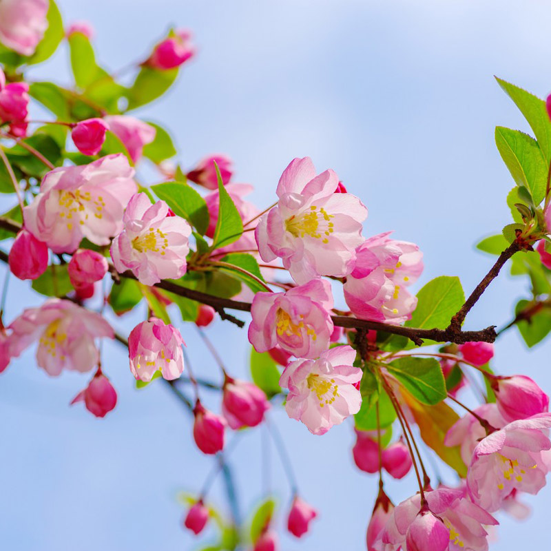 北美垂丝绚丽西府海棠花耐寒四季