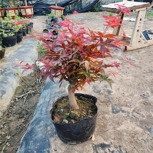 红枫红舞姬矮化观叶盆栽原土带叶四季盆景耐寒植物庭院喜阳台变色