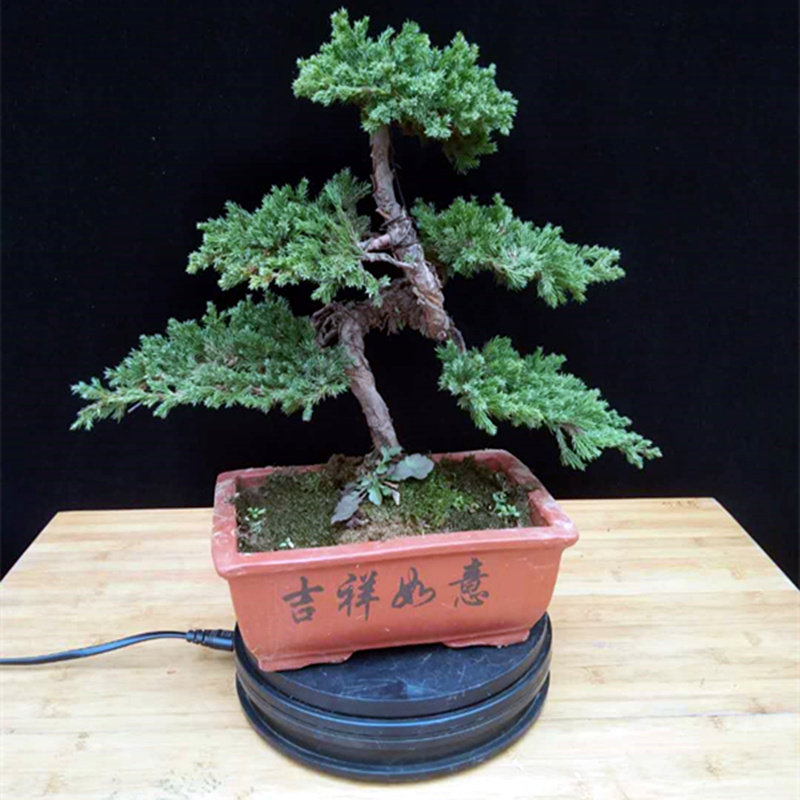 地柏盆景素材四季常青地柏铺地柏造型盆栽松柏爬地柏铺地植物耐寒