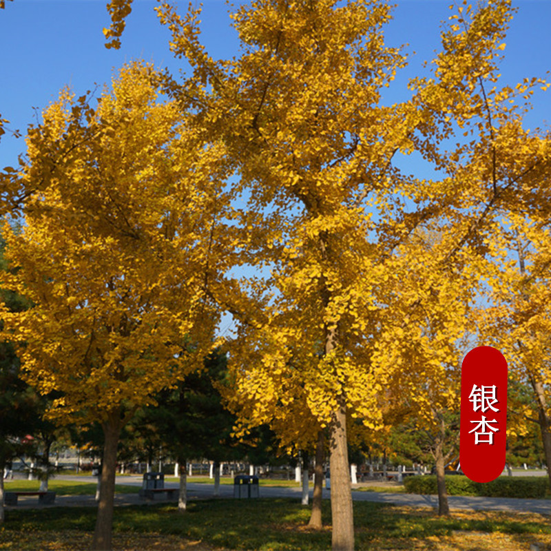 银杏树苗白果苗庭院占地绿化苗木
