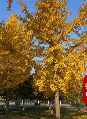 银杏树苗白果活苗庭院占地绿化苗木行道树金叶银杏小苗南北方种植