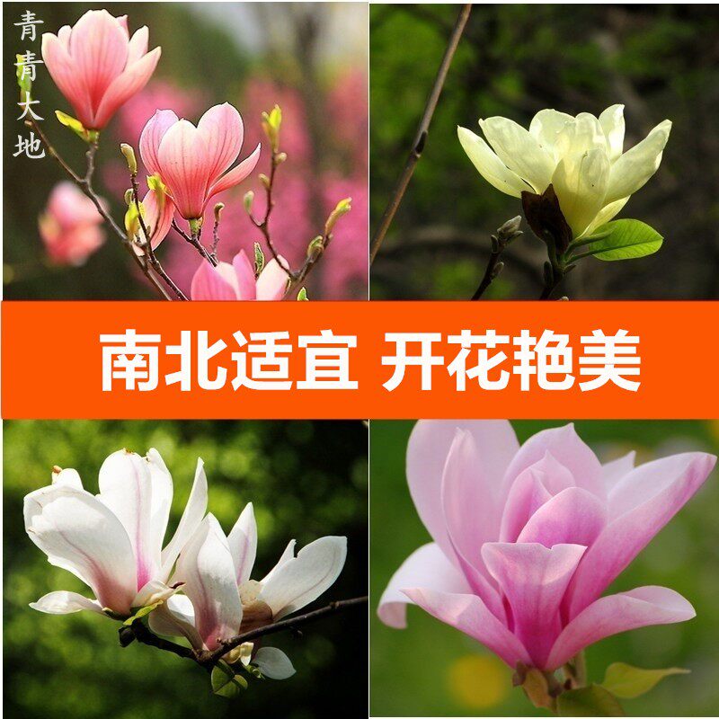 红白紫黄广玉兰花树苗带花苞二乔大树庭院地栽盆栽植物四季开花卉