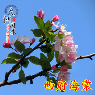 绚丽北美海棠花树苗盆栽西府海棠花庭院阳台别墅耐寒花卉垂丝海棠