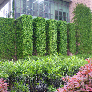 爬山虎护坡攀援爬藤植物美国三叶地锦苗红叶五叶地锦爬墙虎10株