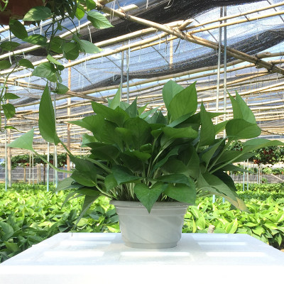 大叶大盆绿萝吊兰盆栽植物水土培