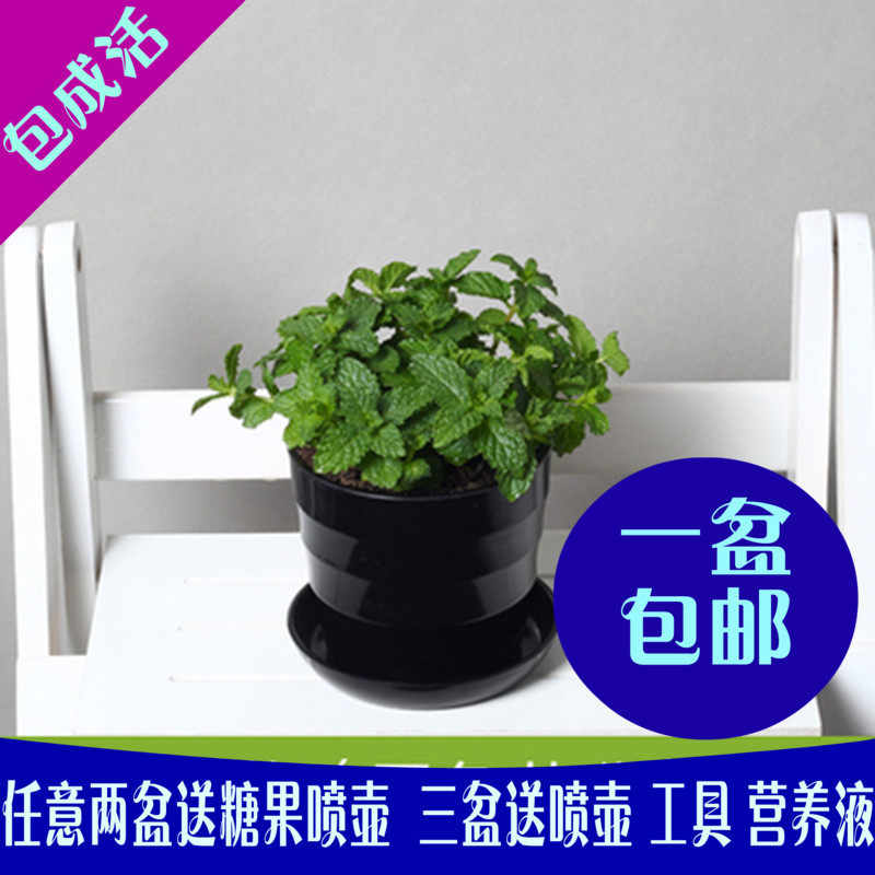 柠檬薄荷室内桌面盆栽绿植薄荷土培水培盆景调酒食用植物装饰摆件