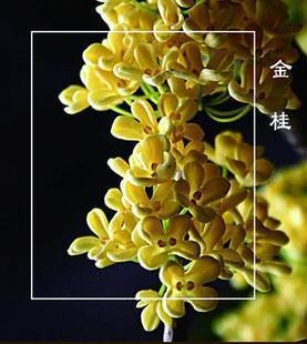 桂花树苗金桂丹桂八月桂沉香状元红桂四季桂银桂桂花盆栽浓香桂花