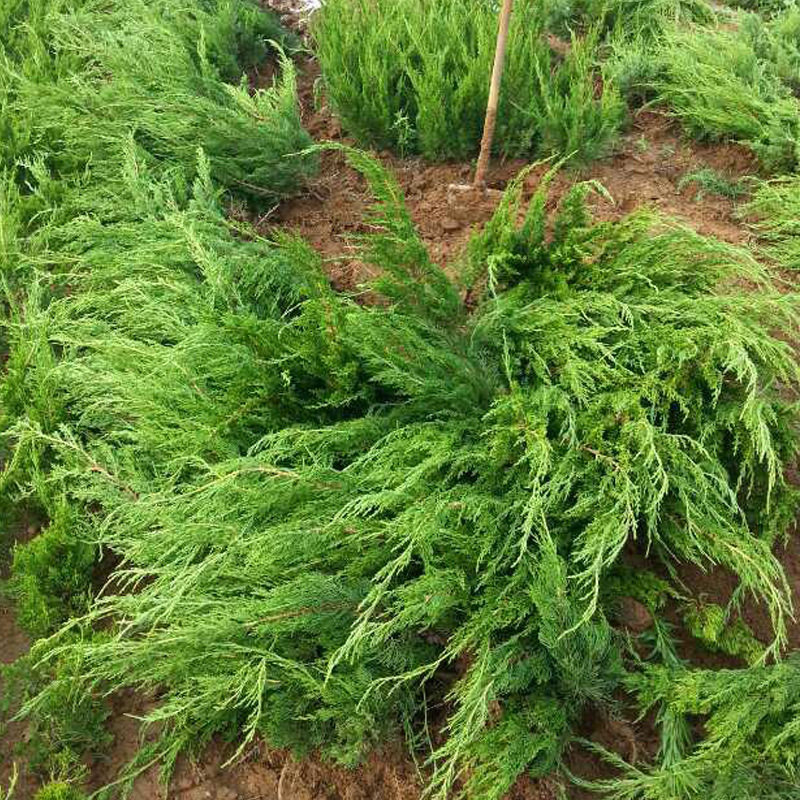 龙柏盆栽庭院绿化绿篱围墙龙柏常绿龙柏树苗清明墓地松盆景素材苗