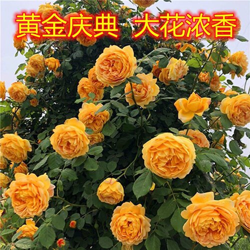 黄金庆典月季 浓香金黄大花抗病耐寒藤本盆栽地栽阳台庭院花卉