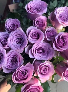 海洋之歌月季 淡香蓝紫色勤花直立切花玫瑰抗病强阳台庭院盆栽花