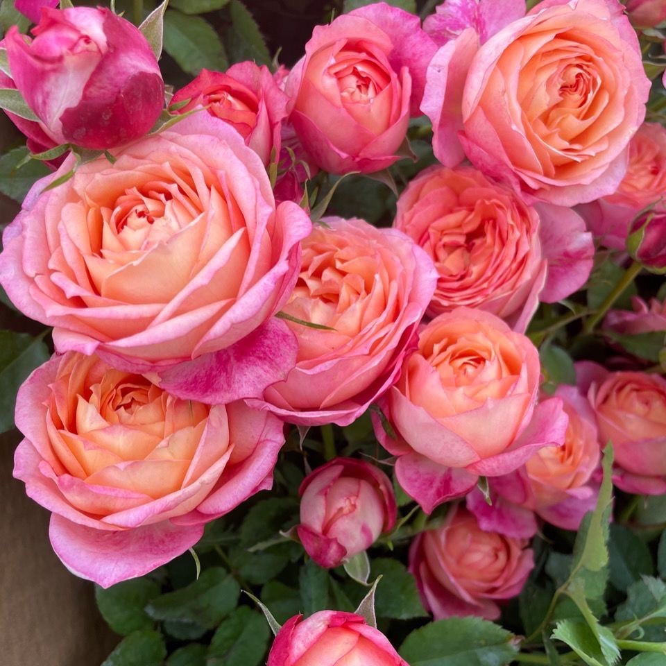 超大花美人玫瑰月季花苗黄色粉色四季开花阳台庭院盆栽月季花苗