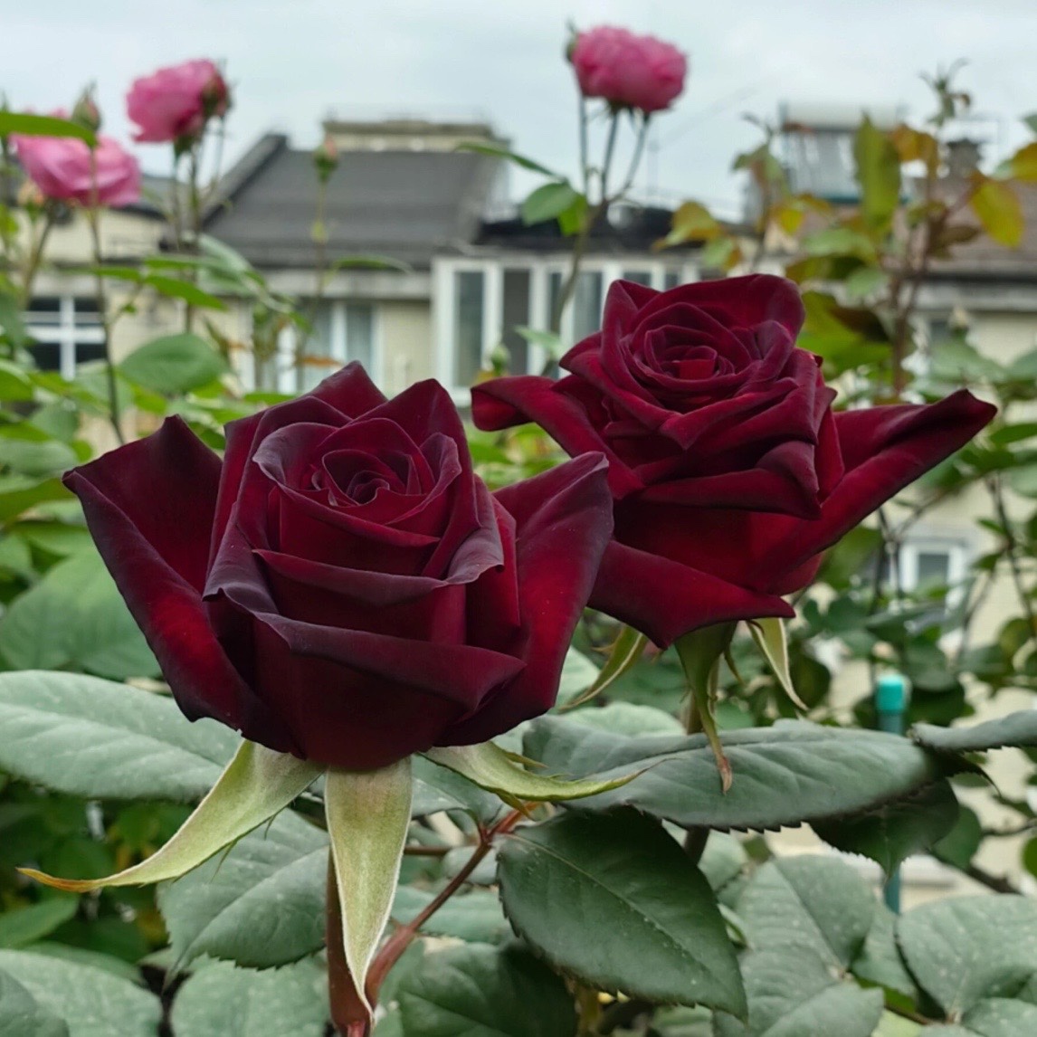 黑巴克  暗红色切花月季抗病有丝绒感多季节重复开花盆栽花卉中苗
