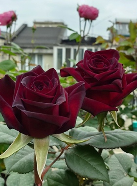 黑巴克  暗红色切花月季抗病有丝绒感多季节重复开花盆栽花卉中苗