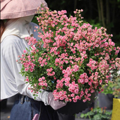 新品 微月花朵小多头迷你盆栽多季 开花阳台月季 超微 花苗微型月季