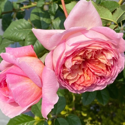 超大花亚伯拉罕月季苗 抗病耐热多花浓香大花灌木可藤本勤花丰花