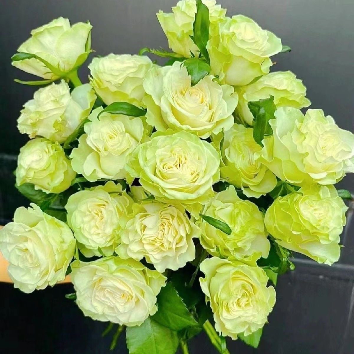 超新品 小乔月季灌木切花奶绿色玫瑰小卷边花瓣厚实阳台抗病耐晒,鲜花速递/花卉仿真/绿植园艺,月季/蔷薇/玫瑰,淘宝优惠券,粉丝福利购,淘宝优惠卷