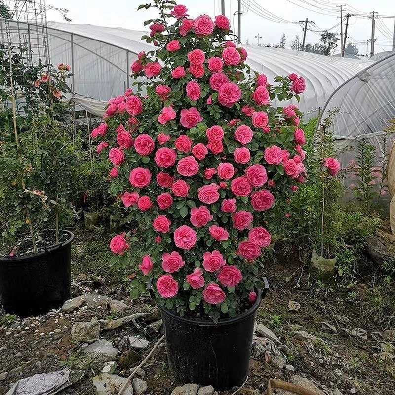 粉达 粉色达芬奇爬藤月季大花花量多庭院种植多季