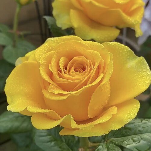 苏格兰黄油 黄色大花切花月季直立多季重复开花盆栽地栽阳台