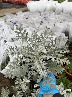 银叶菊盆栽芙蓉菊绿植室内办公客厅阳台庭院耐寒趣味植物观叶花卉