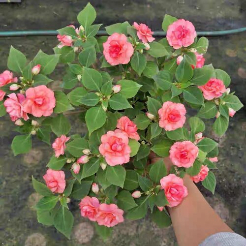 凤仙花幼苗非洲苏丹凤仙花盆栽水梅室外阳台花卉花苗易活重瓣