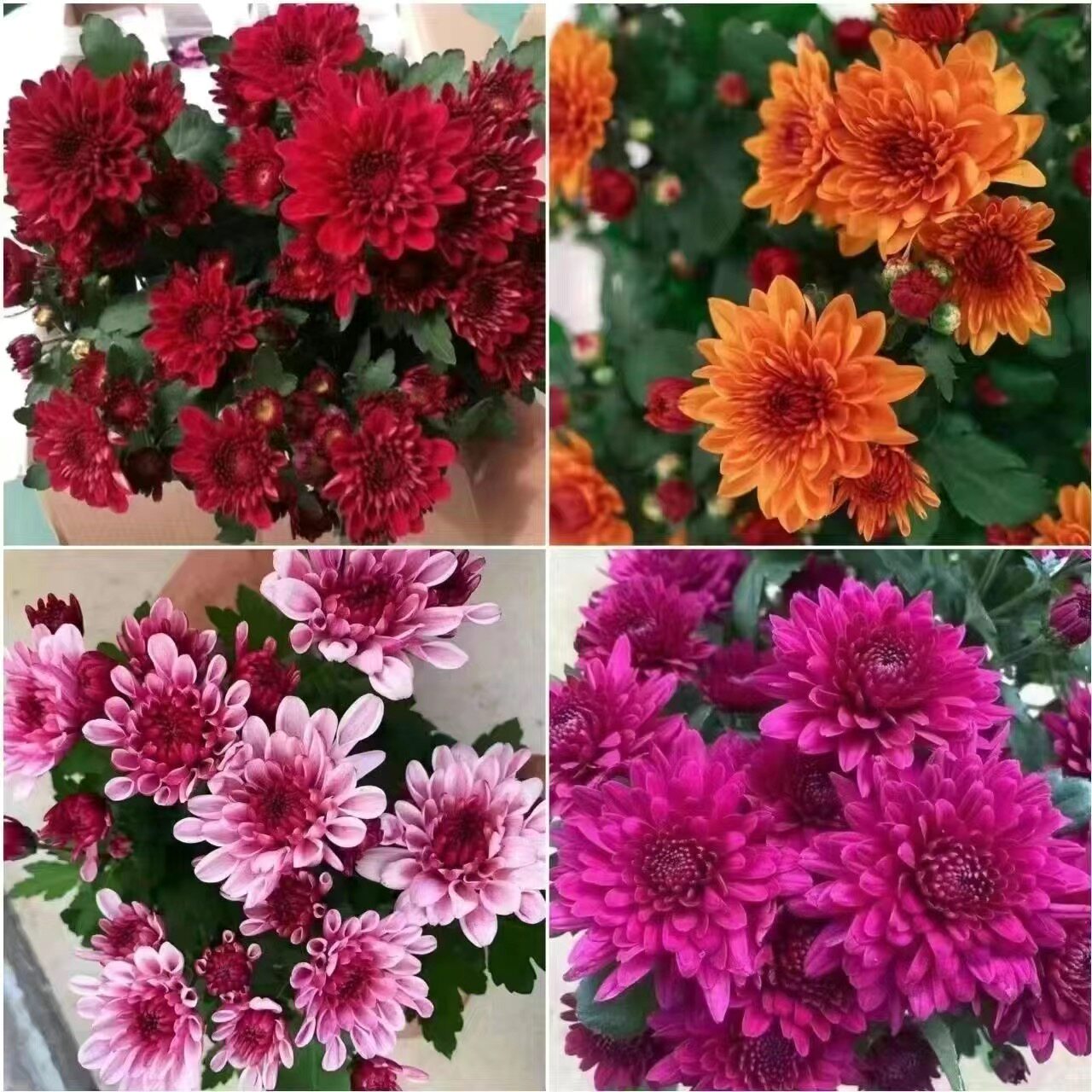重瓣荷兰菊盆栽菊花大苗室内阳台花卉好养四季开花
