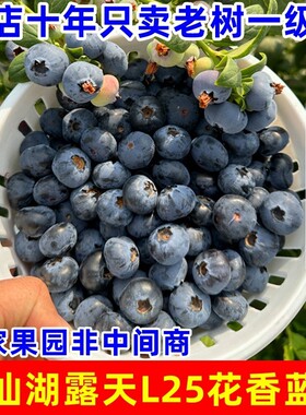 【顺丰空运】云南澄江抚仙湖高山露天L25花香蓝莓新鲜现摘水果