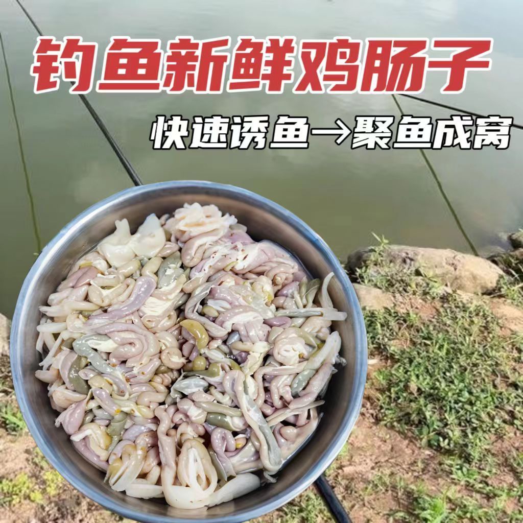 钓鱼用鸡肠子新鲜未清理超浓腥带便钓螃蟹黄鳝赤眼鱼鳟虾笼饵料