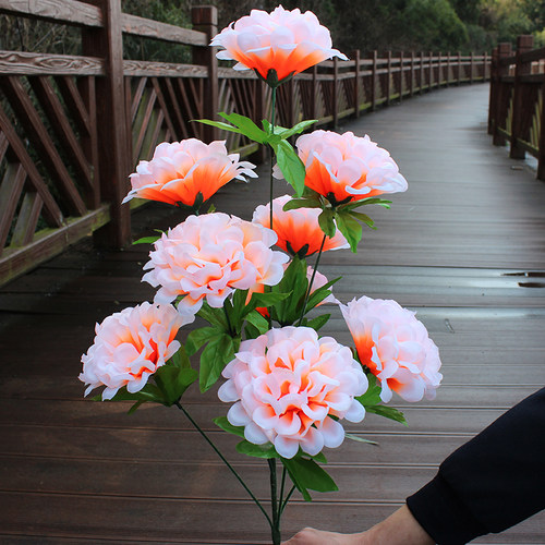 清明节假菊花扫墓上坟祭祀摆放花