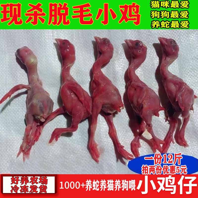 冷冻小鸡 冰冻小鸡 毛鸡 脱毛小鸡 蛇猫狗鹰等营养鸡仔 100斤起卖