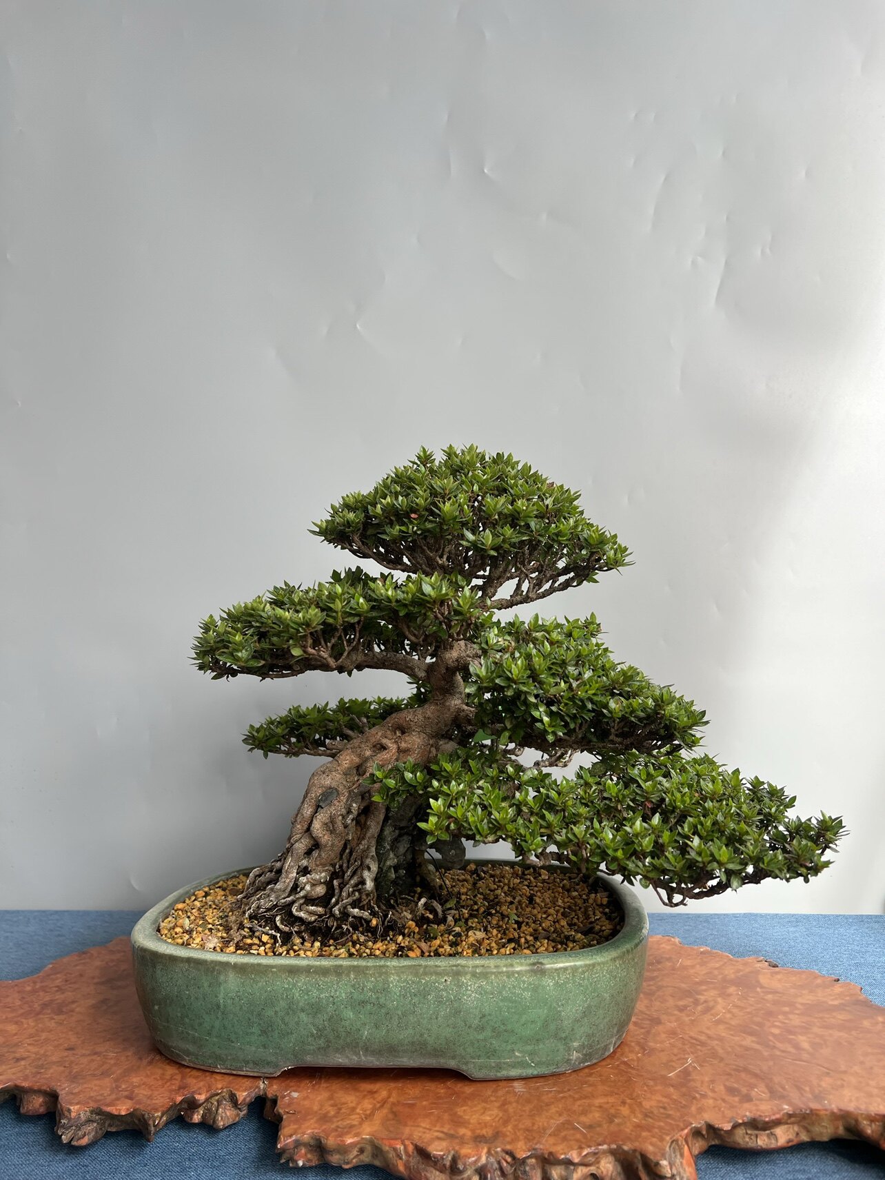 日本进口绿植盆栽皋月杜鹃花鹿山