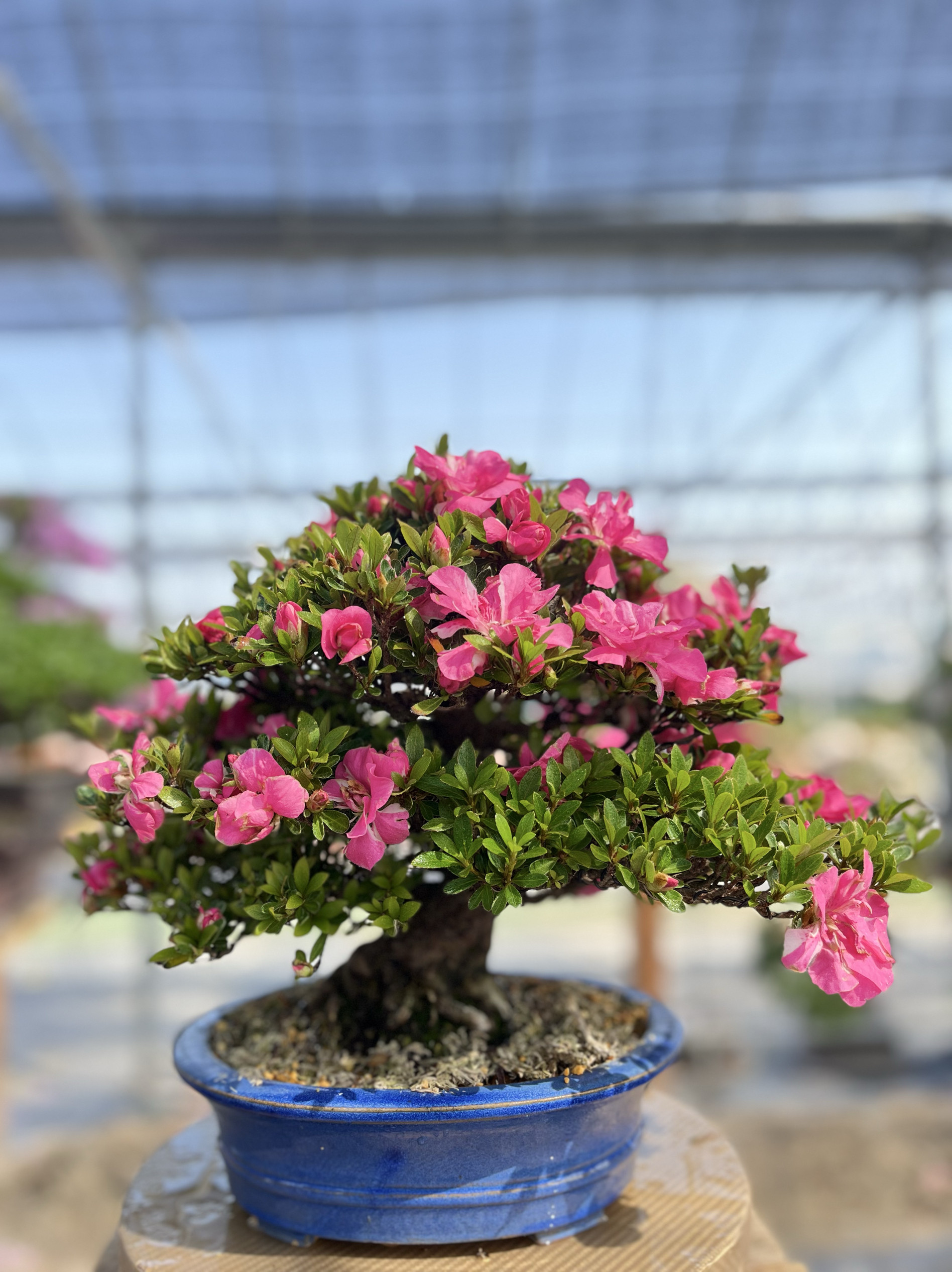 日本原盆进口皋月杜鹃花葵之辉矮霸大树型全品盆景