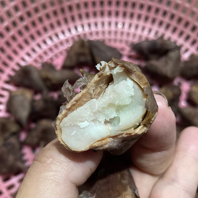浙江嘉兴南湖菱老菱角四角菱红菱带壳甜糯软糯包邮尝鲜1斤装
