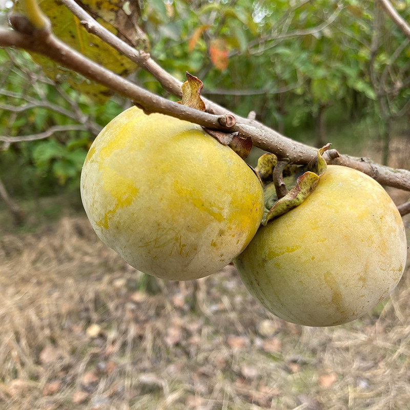 脆柿硬柿子传统柿子甜脆苹果柿