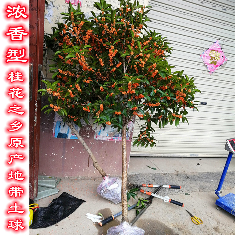 桂花苗盆栽状元红 图片 价格 多少钱 什么值得买