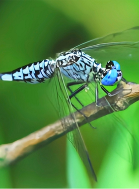 活体蜻蜓水虿水生昆虫观察